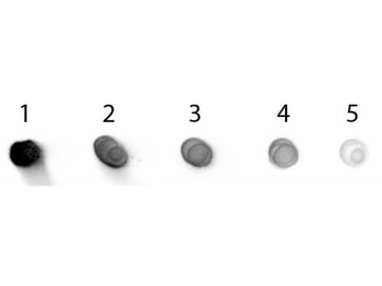 Human IgG (H&L) Antibody Alkaline Phosphatase Conjugated Pre-Adsorbed