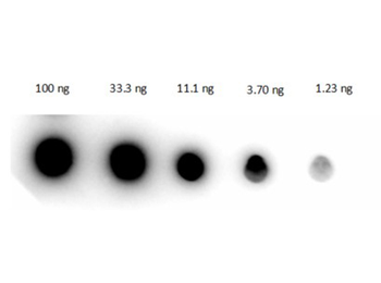 Human IgG (H&L) Antibody Peroxidase Conjugated
