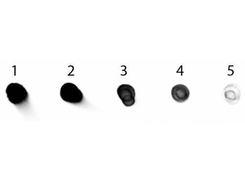 Human IgG (H&L) Antibody Alkaline Phosphatase Conjugated