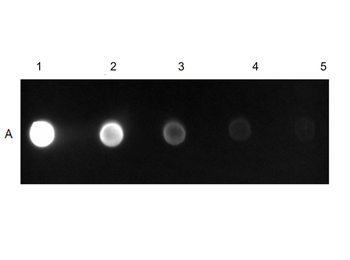 Fluorescein Conjugated Mouse IgG (H&L) Antibody