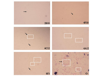 Mouse IgM (mu chain) Antibody Peroxidase Conjugated