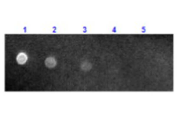 Mouse IgG (H&L) Antibody Texas Red Conjugated