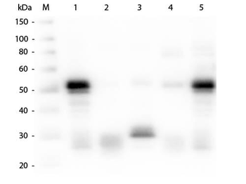 Rabbit IgG (H&L) Antibody Rhodamine Conjugated