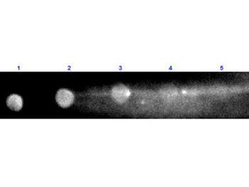 Rabbit IgG Fc Antibody Rhodamine Conjugated Pre-Adsorbed