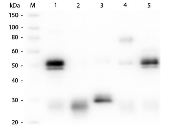 Rabbit IgG (H&L) Secondary Antibody Alkaline Phosphatase Conjugated Pre-Adsorbed