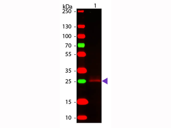 Rabbit IgG Fc Antibody