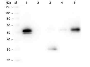 Rabbit IgG Fc Antibody Peroxidase Conjugated