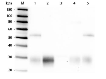 Rabbit IgG F(ab')2 Antibody Peroxidase Conjugated