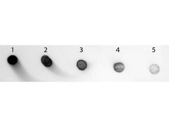 Rabbit IgG Fc Antibody Alkaline Phosphatase Conjugated Pre-Adsorbed