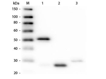 Rabbit IgG (H&L) Antibody Pre-Adsorbed Texas Red Conjugated