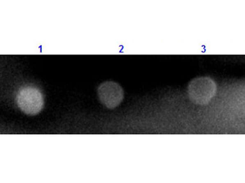Rabbit IgG (H&L) Antibody Pre-Adsorbed