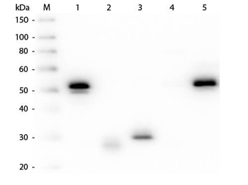 Rabbit IgG (H&L) Antibody Peroxidase Conjugated Pre-Adsorbed