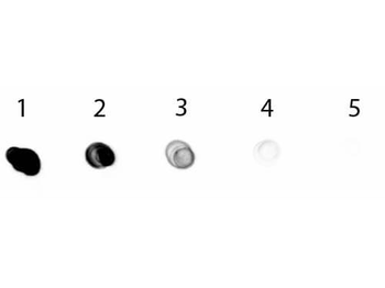 Rabbit IgG (H&L) Antibody Alkaline Phosphatase Conjugated Pre-Adsorbed