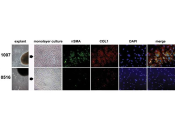 Rabbit IgG (H&L) Antibody Biotin Conjugated Pre-Adsorbed
