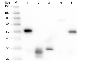 Rabbit IgG (H&L) Antibody Rhodamine Conjugated Pre-Adsorbed
