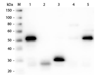 Rabbit IgG (H&L) Antibody Peroxidase Conjugated