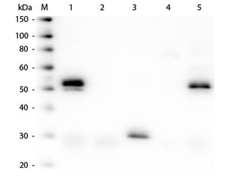 Rabbit IgG (H&L) Antibody Texas Red Conjugated Pre-Adsorbed