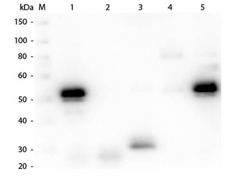 Rabbit IgG (H&L) Antibody Peroxidase Conjugated