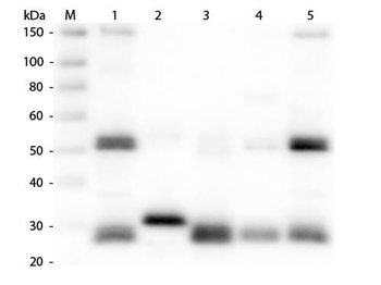 Rat IgG (H&L) Antibody Rhodamine Conjugated Pre-Adsorbed