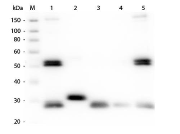 Rat IgG (H&L) Antibody Texas Red Conjugated Pre-Adsorbed