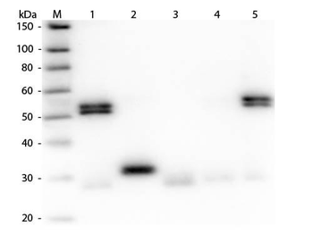 Rat IgG (H&L) Antibody Fluorescein Conjugated Pre-Adsorbed