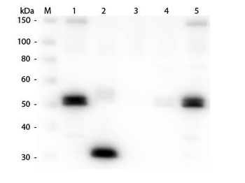 Rat IgG Fc Antibody Alkaline Phosphatase Conjugated