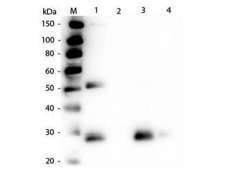 Rat IgG F(ab')2 Antibody