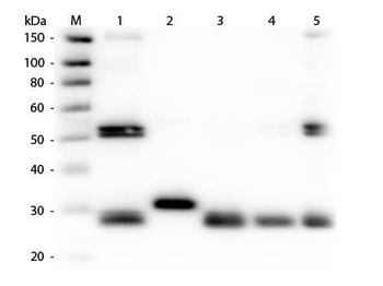 Rat IgG (H&L) Antibody Fluorescein Conjugated Pre-Adsorbed