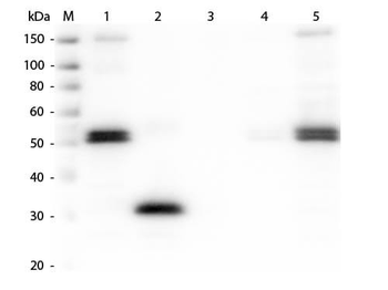 Rat IgG Fc Antibody Alkaline Phosphatase Conjugated
