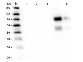 Rat IgG (H&L) Antibody Texas Red Conjugated