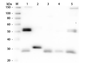 Rat IgG (H&L) Antibody Fluorescein Conjugated