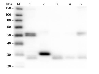 Rat IgG (H&L) Antibody Alkaline Phosphatase Conjugated Pre-Adsorbed