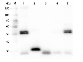 Rat IgG (H&L) Antibody Alkaline Phosphatase Conjugated