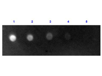 Sheep IgG (H&L) Antibody Fluorescein Conjugated