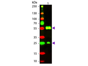 Armenian Hamster IgG (H&L) Secondary Antibody Texas Red Conjugated