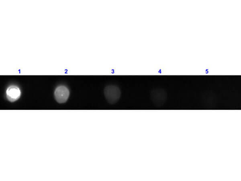 F(ab')2 Bovine IgG (H&L) Antibody Fluorescein Conjugated