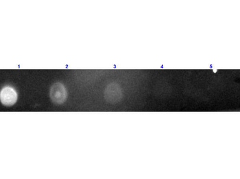 F(ab')2 Chicken IgG (H&L) Antibody Texas Red Conjugated