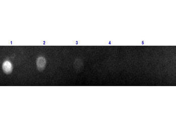 F(ab')2 Goat IgG (H&L) Antibody Texas Red Conjugated