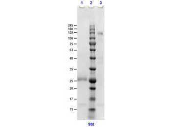 F(ab')2 Goat IgG (H&L) Antibody Pre-Adsorbed