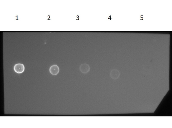 F(ab')2 Guinea Pig IgG (H&L) Antibody Phycoerythrin conjugated