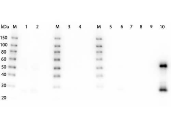 F(ab')2 Mouse IgG (H&L) Antibody Peroxidase Conjugated Pre-Adsorbed