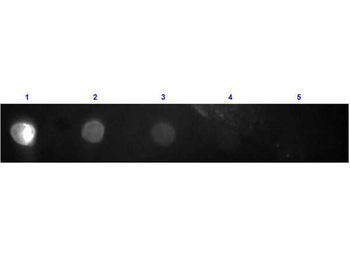 F(ab')2 Rabbit IgG Fc Antibody Texas Red Conjugated