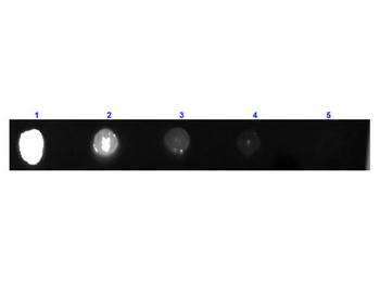 Fab Guinea Pig IgG (H&L) Antibody Fluorescein Conjugated