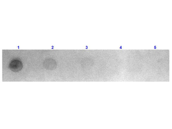 Fab Mouse IgG (H&L) Antibody Rhodamine Conjugated