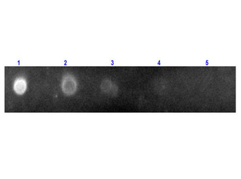 Fab Rabbit IgG (H&L) Antibody Rhodamine Conjugated