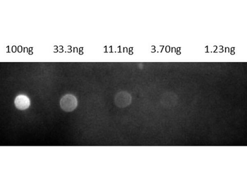 Fab Rat IgG (H&L) Antibody Rhodamine Conjugated