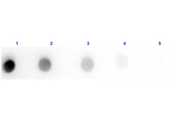 Fab Rat IgG (H&L) Antibody