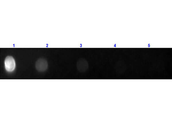 Fab Rat IgG (H&L) Antibody Fluorescein Conjugated