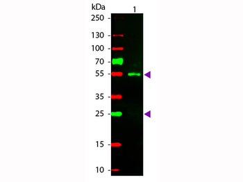 Fab Sheep IgG (H&L) Antibody Rhodamine Conjugated