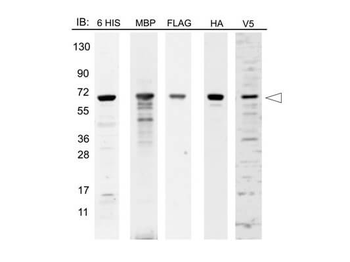 Epitope Tag Protein Marker Lysate
